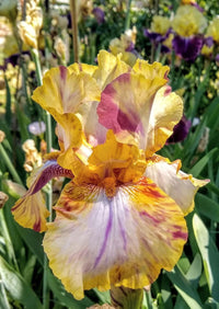 Toucan Tango Bearded Iris Seeds