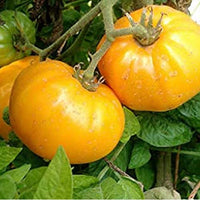 Tomato Oblate Yellow  Vegetable Seeds