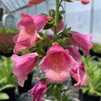 Arctic Fox Rose Foxglove