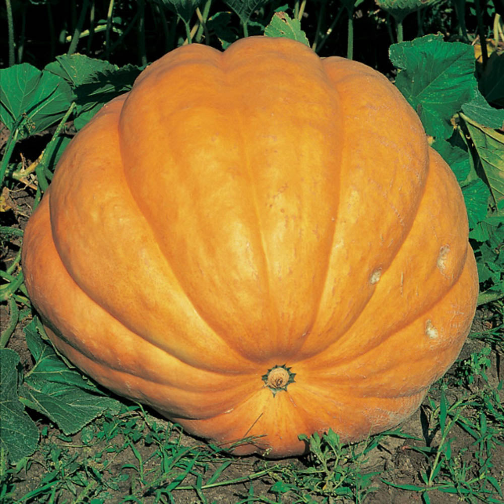 Pumpkin- Dill's Atlantic Giant