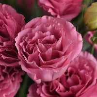 Doublini Rose Pink – Lisianthus Seed