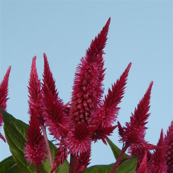 Celway Red – Celosia Seed