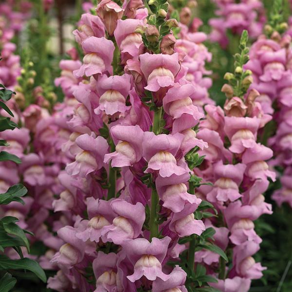 Maryland Lavender I-II – Snapdragon Seed