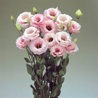 Arena III Baby Pink – Lisianthus Seed