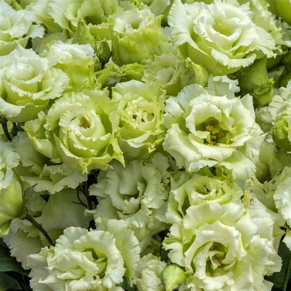 Voyage 2 Green II – Lisianthus