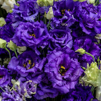 Voyage 2 Blue – Lisianthus