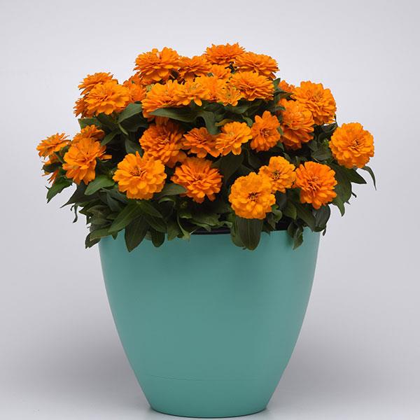 Double Zahara Bright Orange – Zinnia Seed