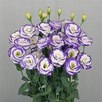 Arena III Blue Picotee Lisianthus