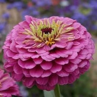 Zinnia- Dream Rosy Lavender