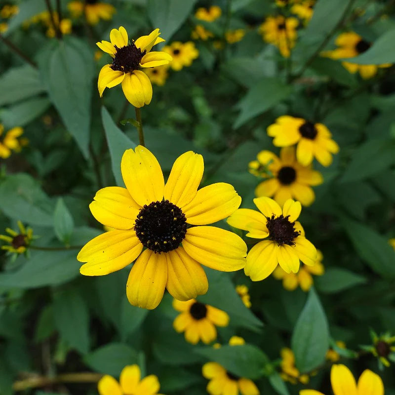 Rudbeckia triloba – Flower Seed