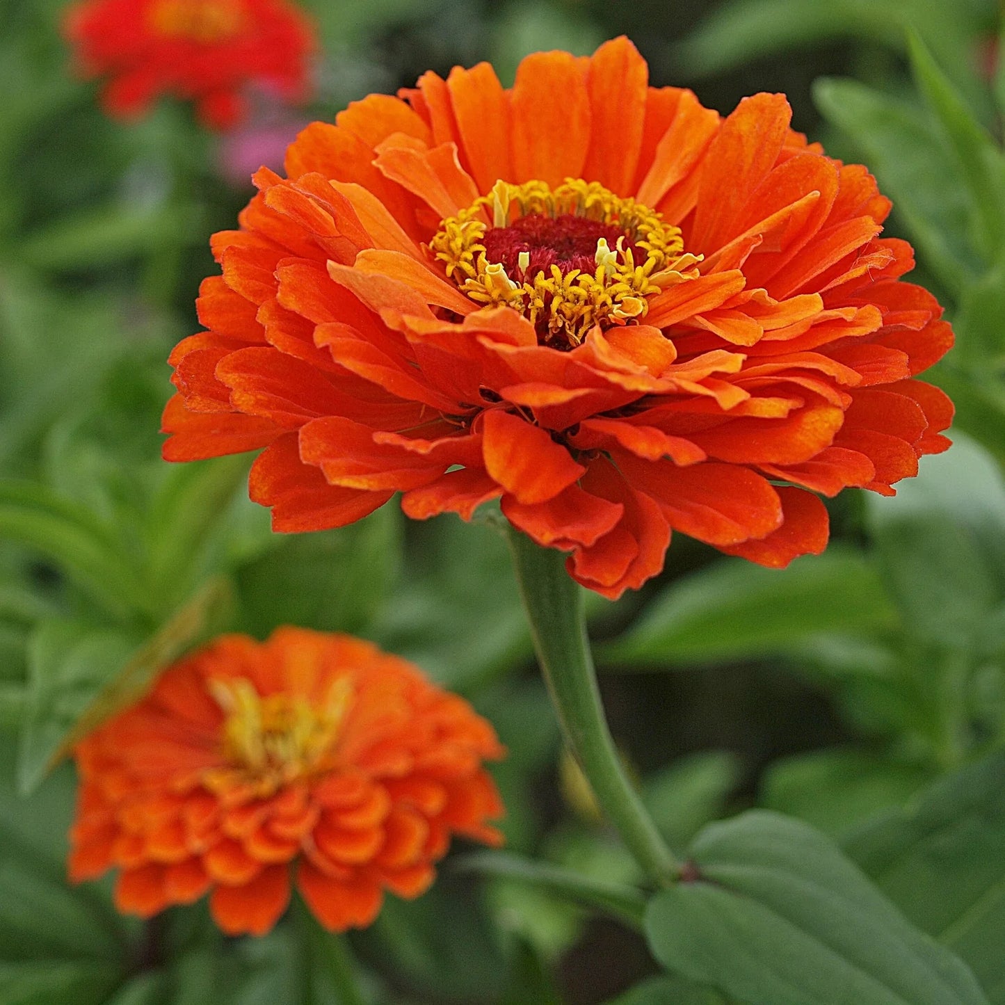 Zinnia- Zinderella Zest