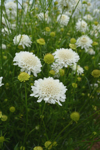 Snowmaiden – Scabiosa Seed