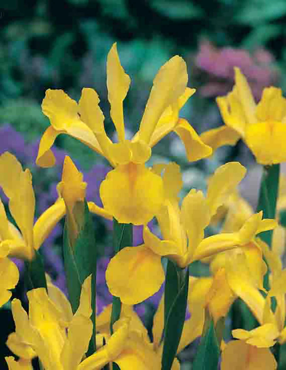 Iris Yellow Bulb