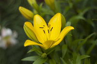 Lily Serrada Yellow Bulb