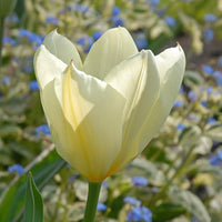 Tulip Purissima Cream White Bulbs