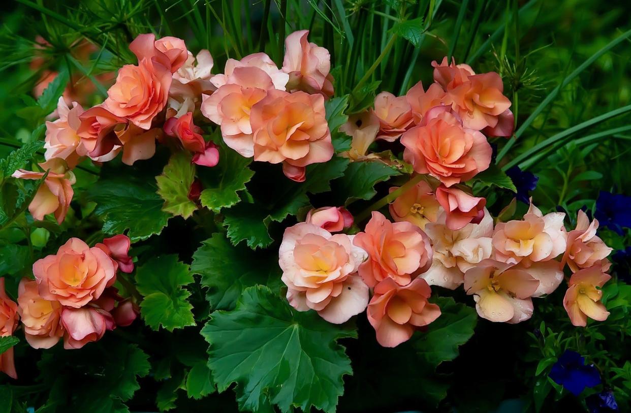 Apricot Joy Hanging Basket Begonia