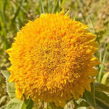 Teddy Bear Sunflower Seeds