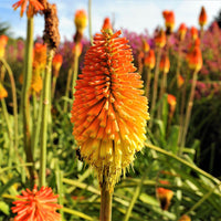 Kniphofia Torch Lily Mix Color Bulb