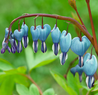 Bleeding Heart Seeds