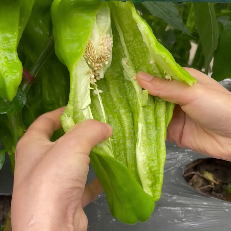 Thin-Skinned Pepper Seeds