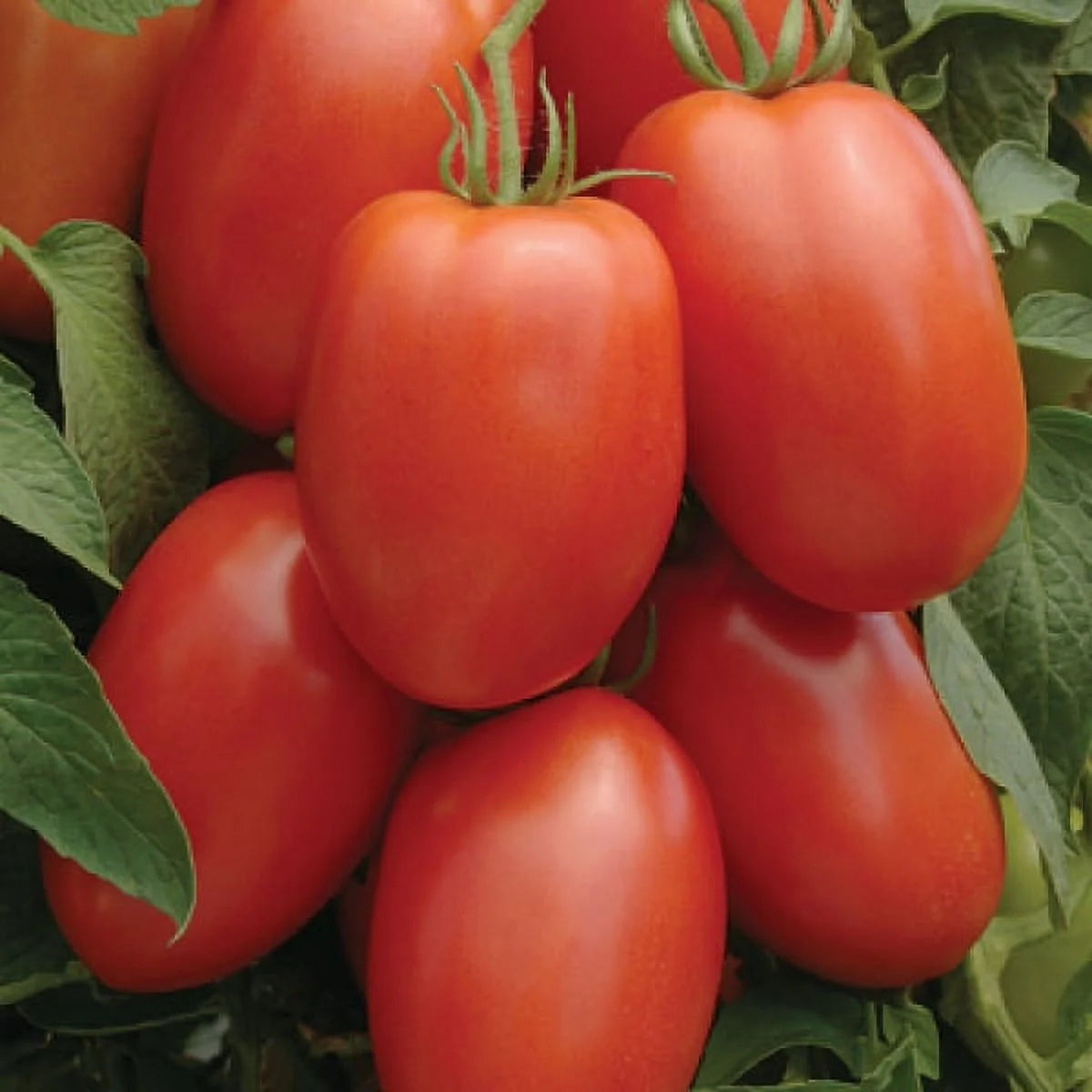 Verona – Tomato Seed