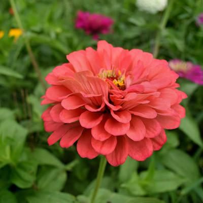 Zinnia- Benary's Giant Coral