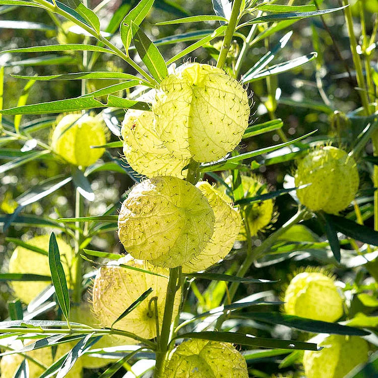 Balloon Fruit Seeds