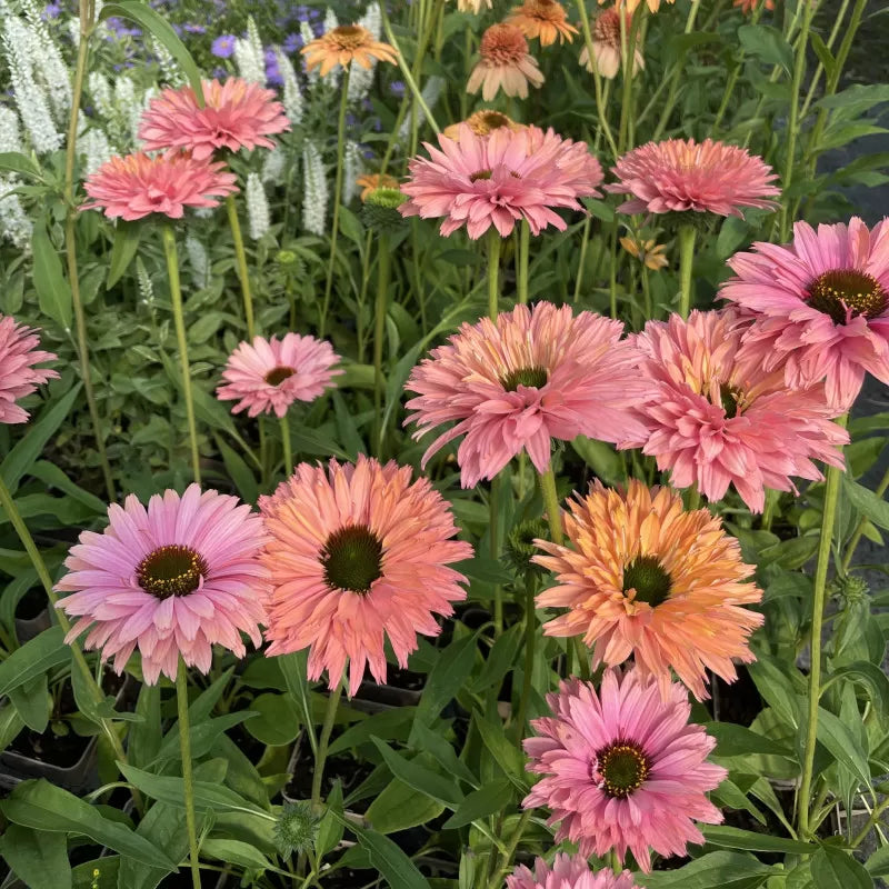 SunSeekers Rainbow Coneflower