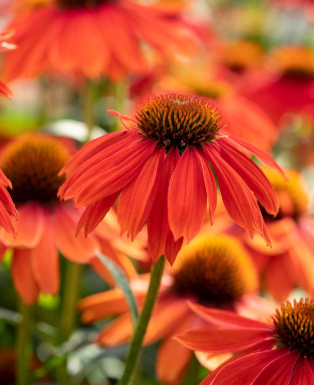 Lakota Red Coneflower