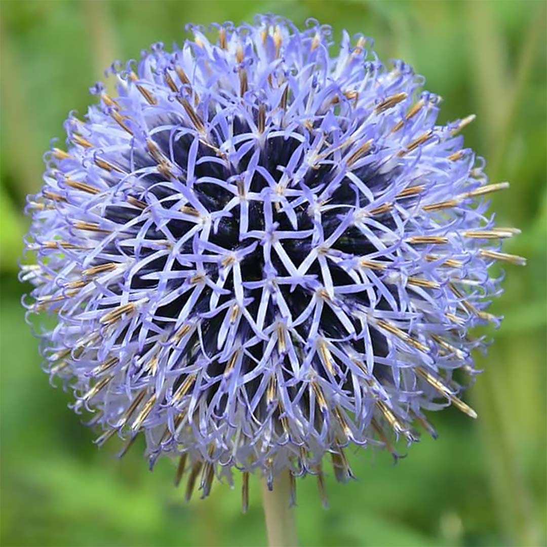 Blue Glow Globe Thistle