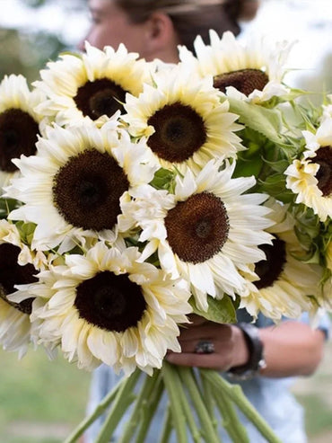 White Sunflower with Black Core Seeds