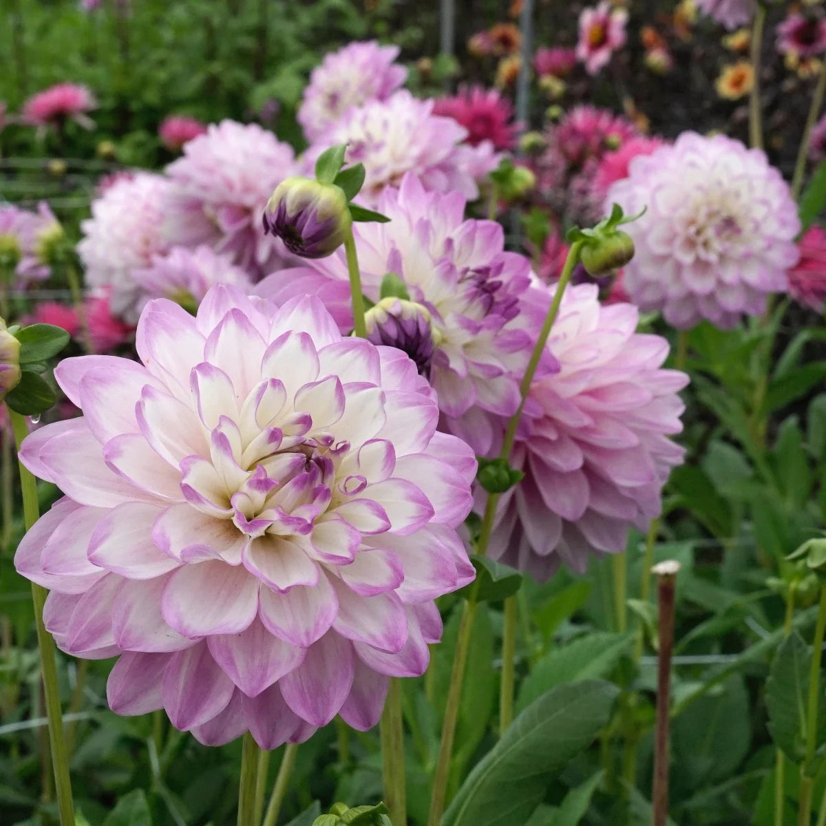 Blue Wish Dahlia