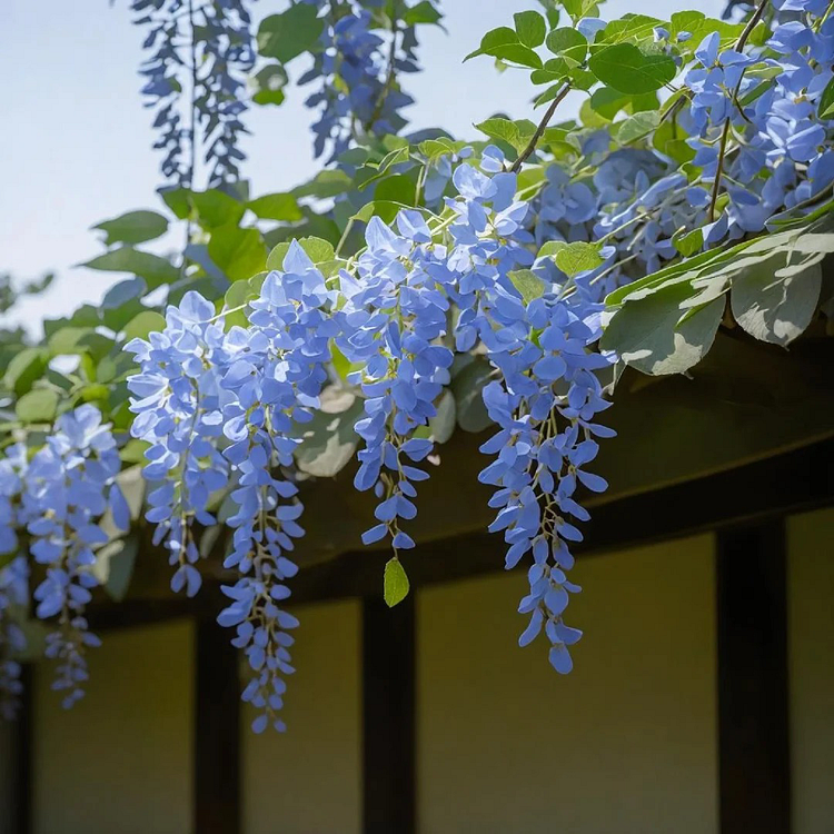 Blue Wisteria Seeds