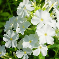 White Titan Phlox Tree