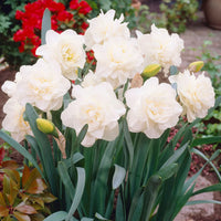 Daffodil Obdam White Bulb