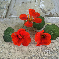 Empress of India – Nasturtium Seed