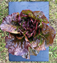 Volcana – Lettuce Seed