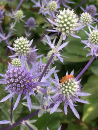 Blue Glitter – Eryngium Seed