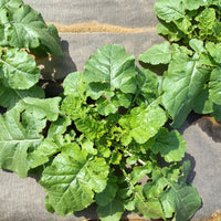 Mustard Greens- Ethiopian