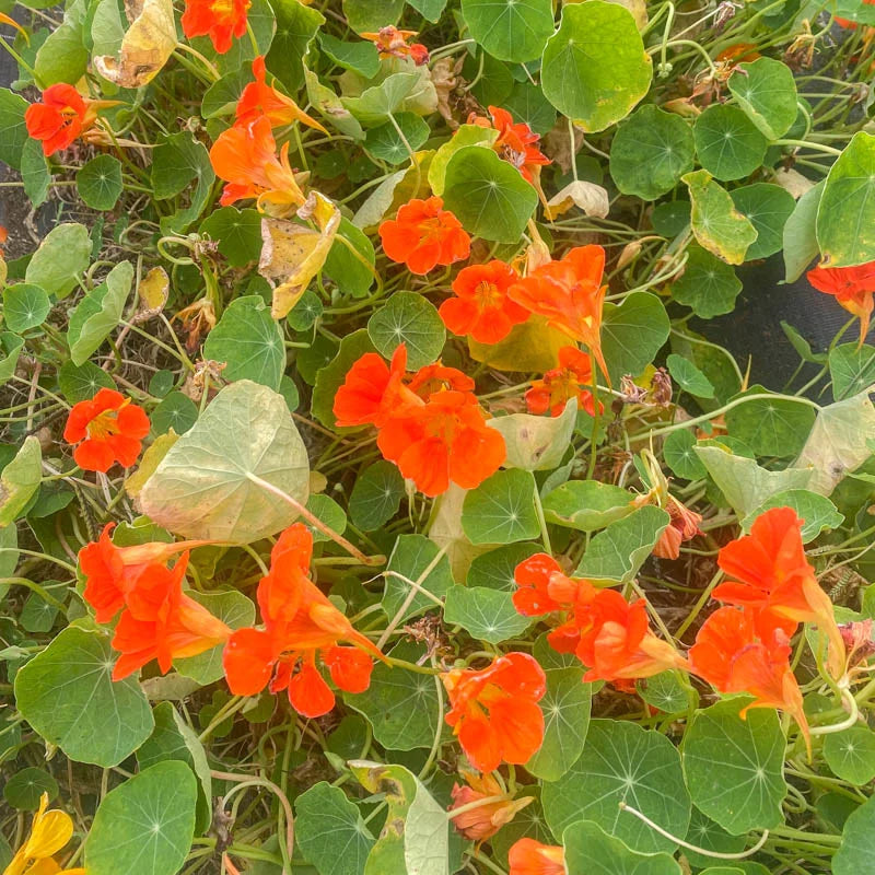 Kaleidoscope Mix – Organic Nasturtium Seed