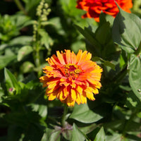 Jim Baggett’s Choice Mix – Organic Zinnia Seed