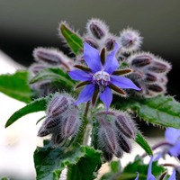 Borage Seeds