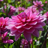 Onesta Dahlia