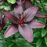 Blackstone Lily