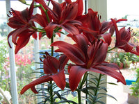 Lilium Blackout Red and Black Bulbs