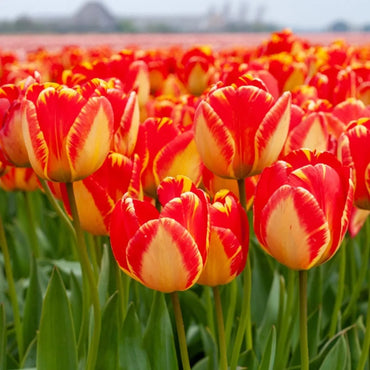 Banja Luka Tulip Seeds