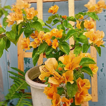 Bougainvillea Flower Seeds