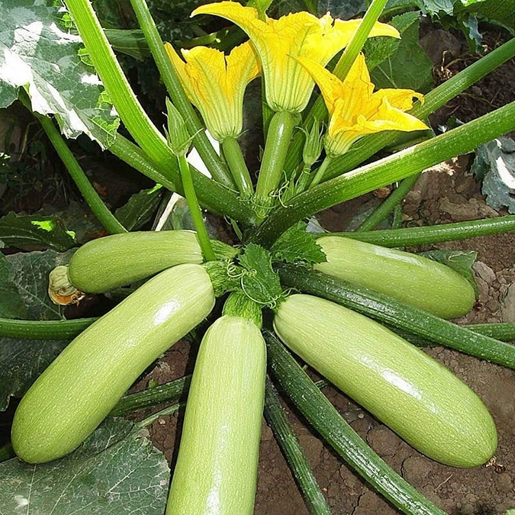 Zucchini Seeds