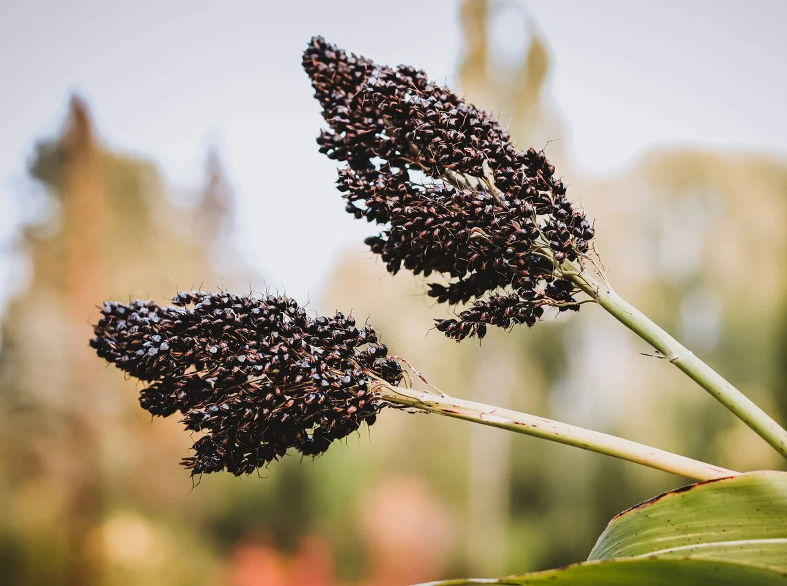 Texas Black – Broom Corn Seed