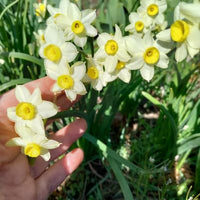 Daffodil Minnow White Bulbs